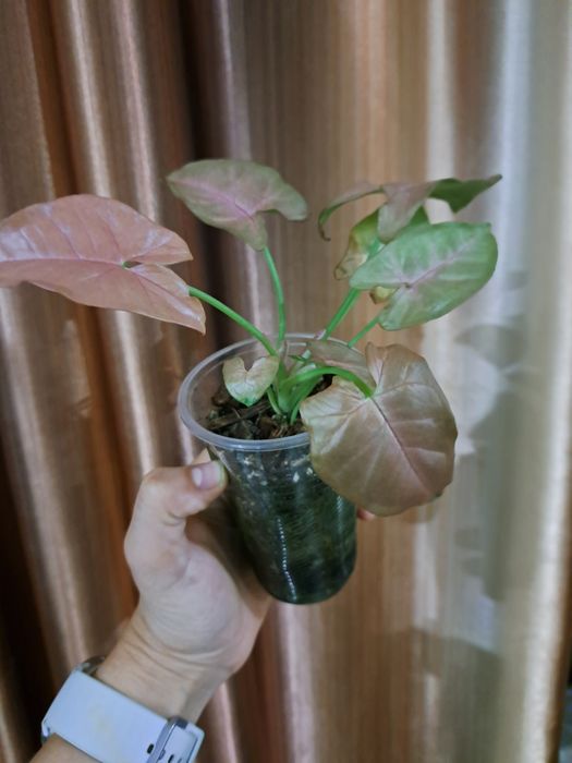 Віддам або обміняю живці сінгоніума Mojito