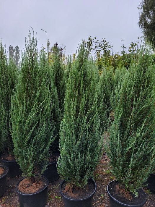 Ялівець Блу Арроу в асортименті від 1.8 + м