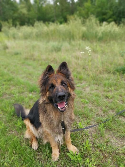 RAMBO!  oddany do schroniska, szuka domu na zawsze