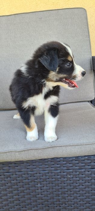 Piesek samiec Border Collie tri kolor