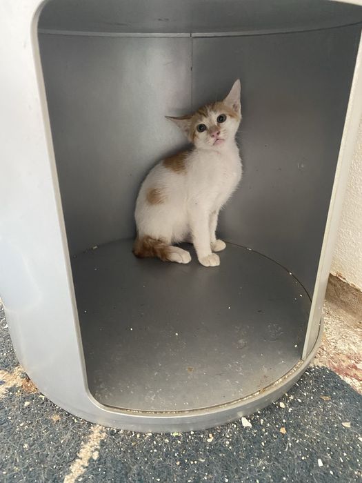 Gatinhos para adoção responsável zona Oeste