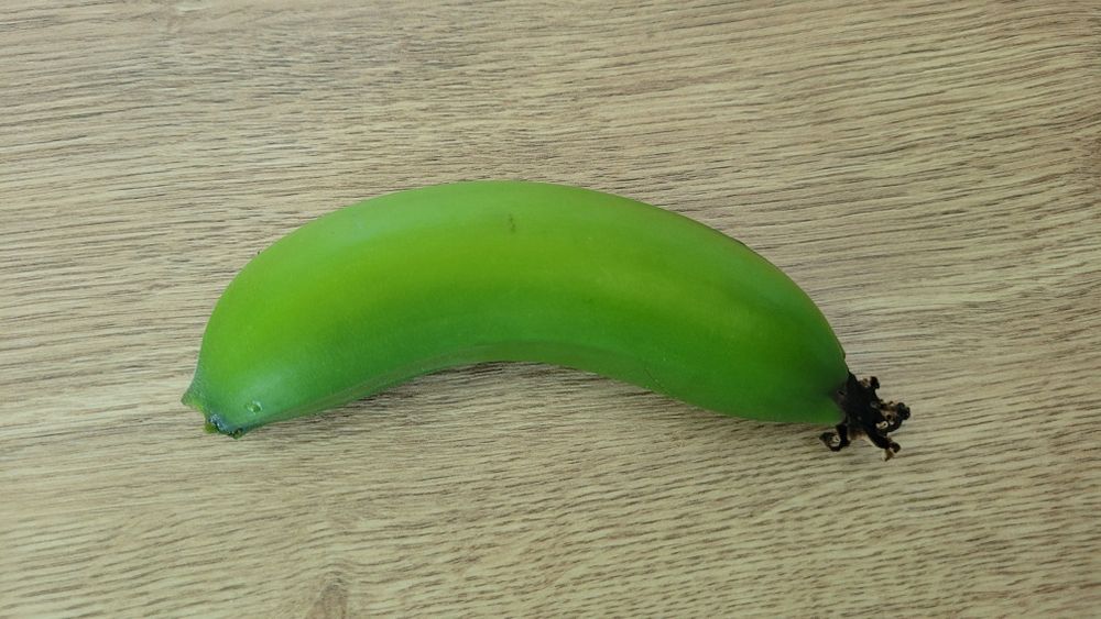 Bananowiec Musa Tropicana młoda sadzonka