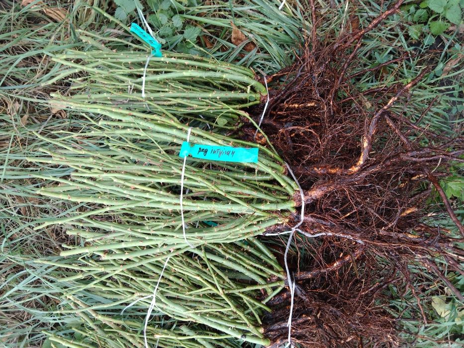 Саджанці троянд / саженцы роз. 100 грн