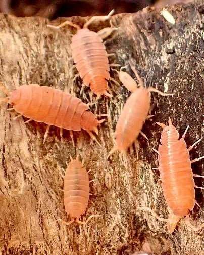 Isópodes Porcellionides pruinosus Orange – 10 unidades – Isopodes