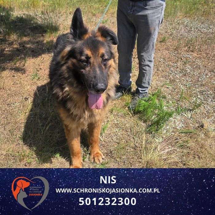 owczarek niemiecki mix NIS - Schronisko Jasionka