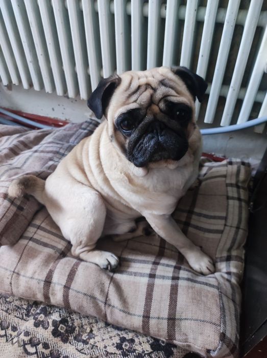 Мопсята- дитинчата