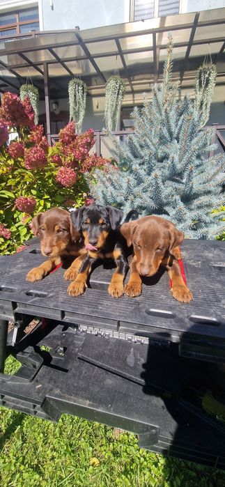 Ягдтер'єр-собаки