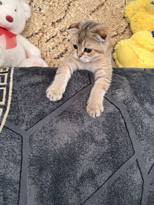 Золота шиншила,дівчинка фолд
