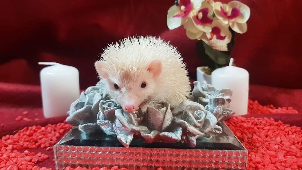 Jeż Jeżyki Jeżolki Jeż Pigmejski Jeż Afrykański DOWÓZ