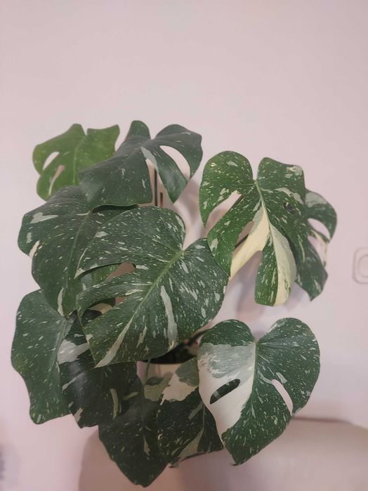 Monstera thai kolekcjonerska