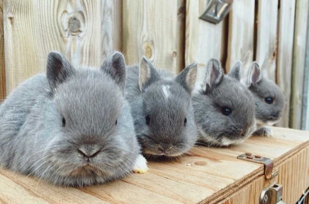 Coelhos anões bebés + gaiola nova + alimentação adequada