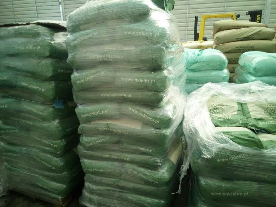 Pszenica jara Merkawa