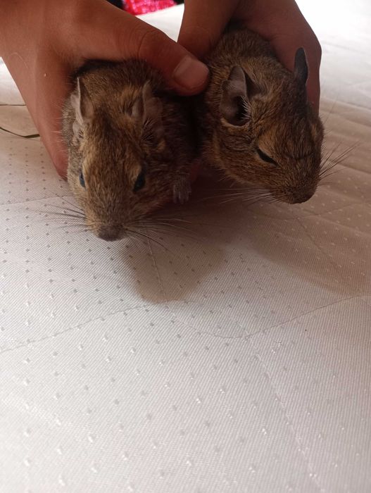 oddam 2 koszatniczki za darmo dwa samce