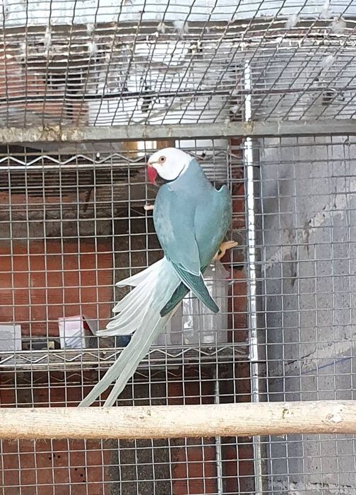 11 Casais adultos Ring neck lote