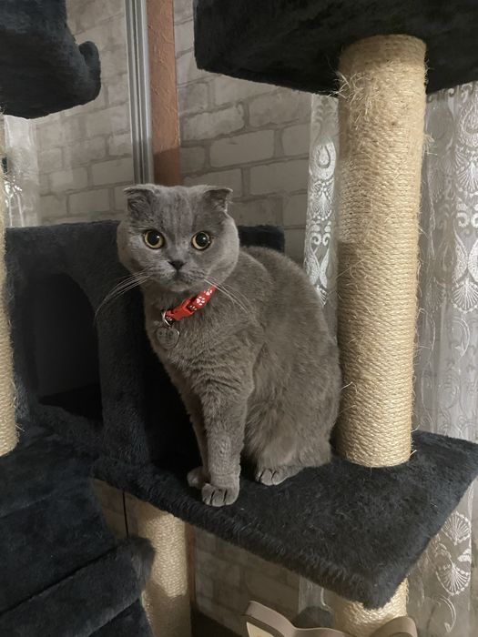 Шотландські кошенята