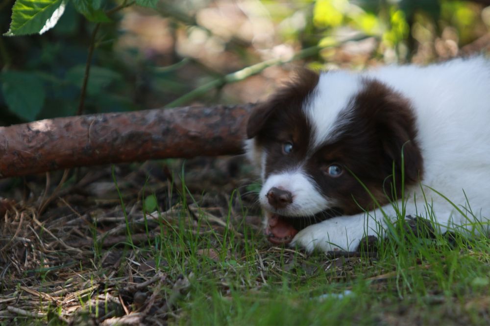 Owczarek Amerykański Miniaturowy MAS red merle minimal