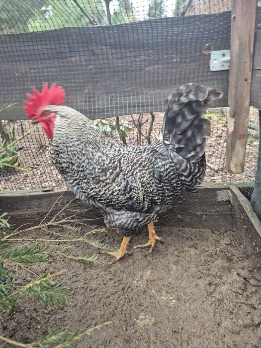 Koguty Maj2025 z własnej hodowli