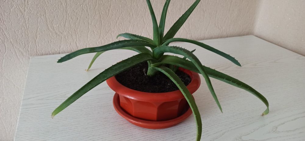 Алоє    .        .