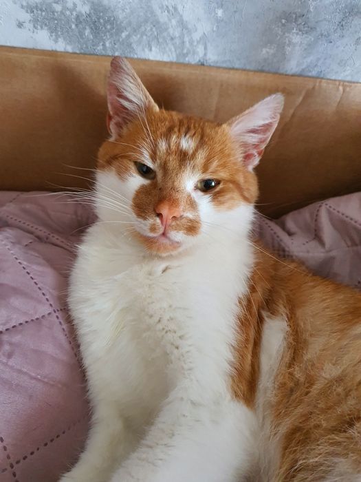 Oddam kotka za darmo