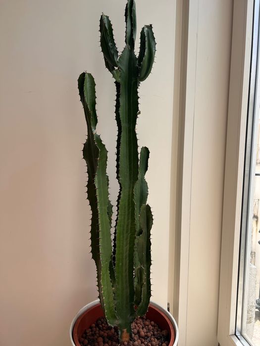 Cacto 1m excelente estado