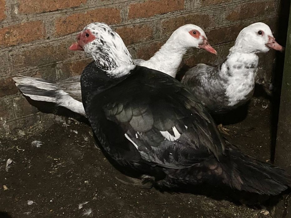 Селезень разных окрасов