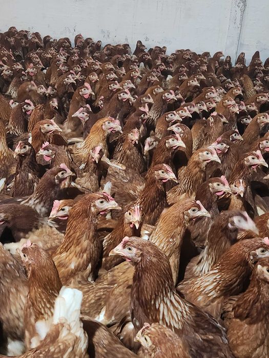 Kury nioski młode Rosa z wolnego wybiegu. Leghorn. Dowóz Gratis.