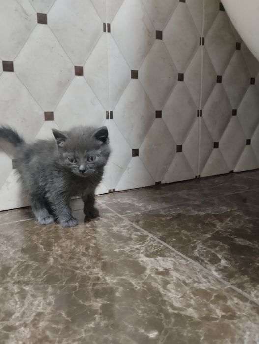 Кошеня Британське