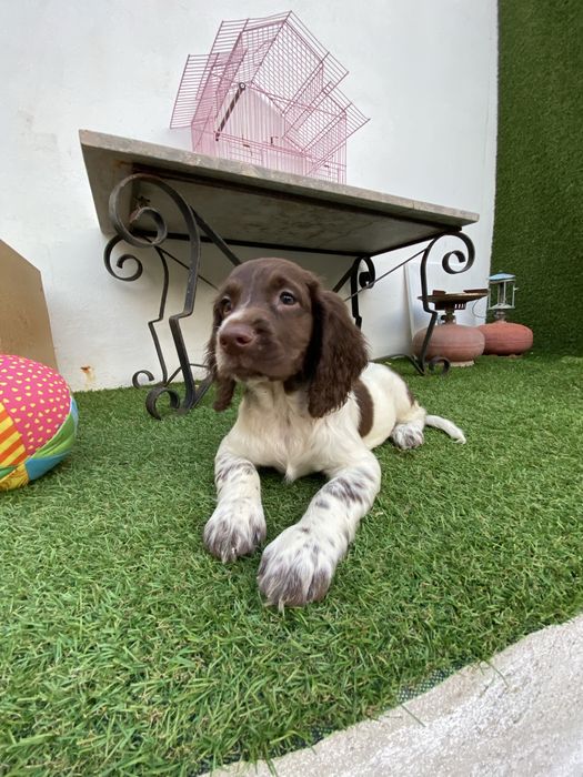 English  Spriger Spaniel