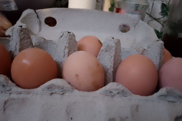 Jaja  z wolnego wybieg