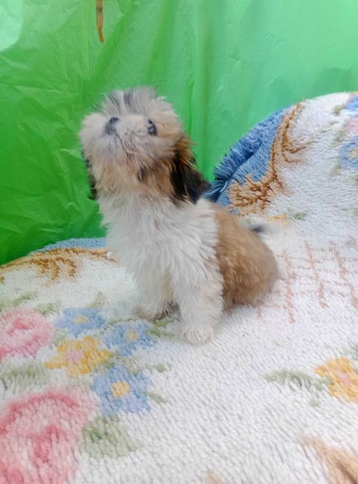 Shih-tzu com pedigree LOP
