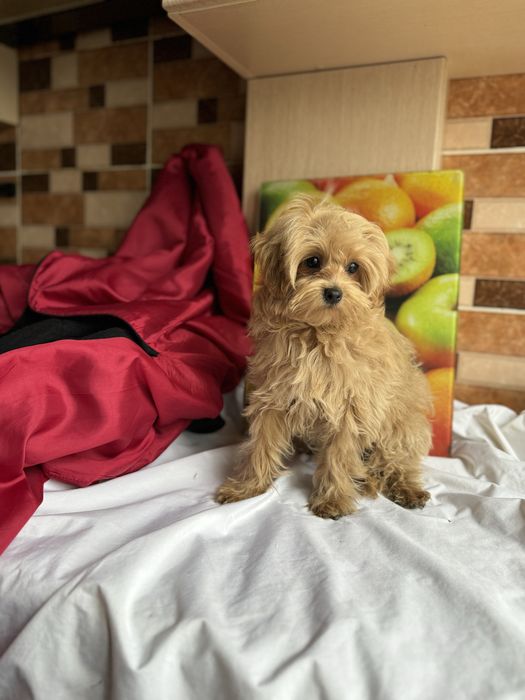 Мини малвшка до 2 кг мальтиау тедди ред браун