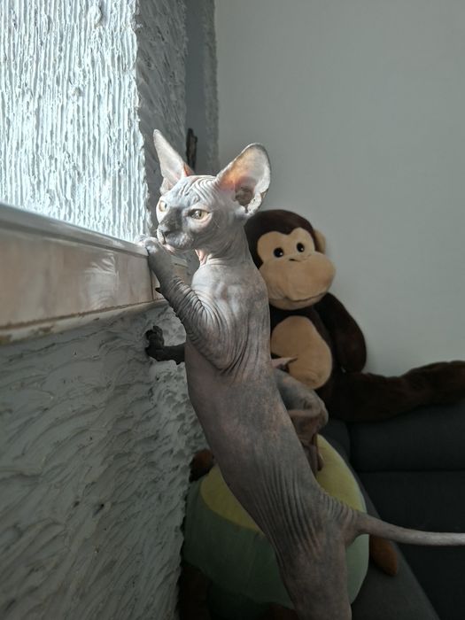 Sfinks Kanadyjski