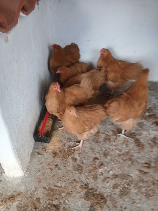 Galos caseiros jovens