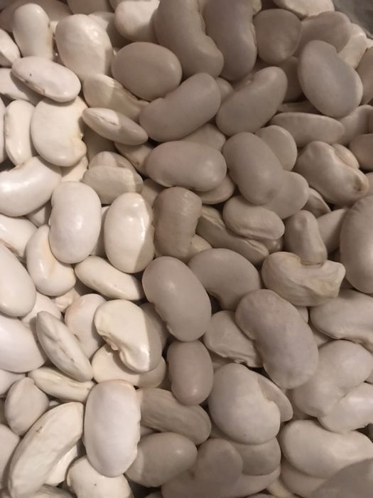 Продам фасолю Ясь кущовий і тичний