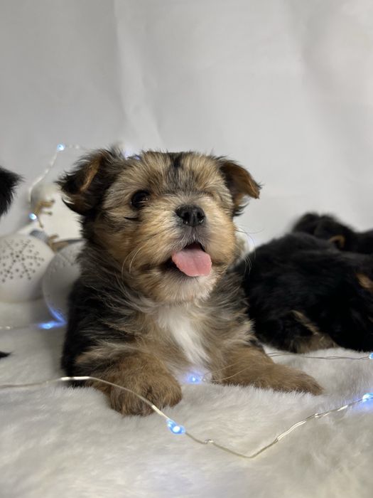 Йорширський терєр