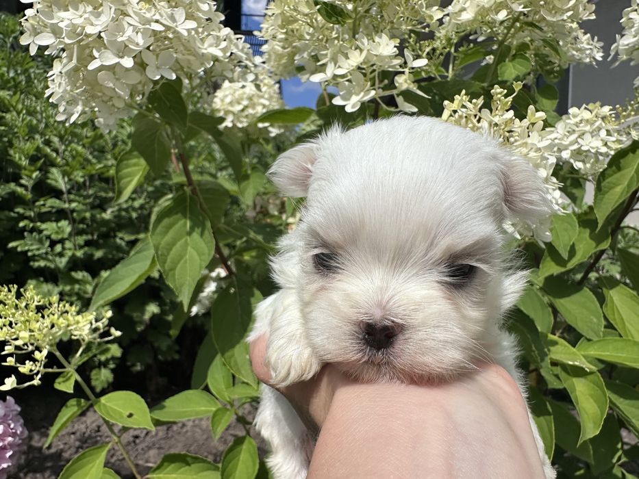 Відкрито бронювання на хлопчика мальтезе Mini Baby Face!