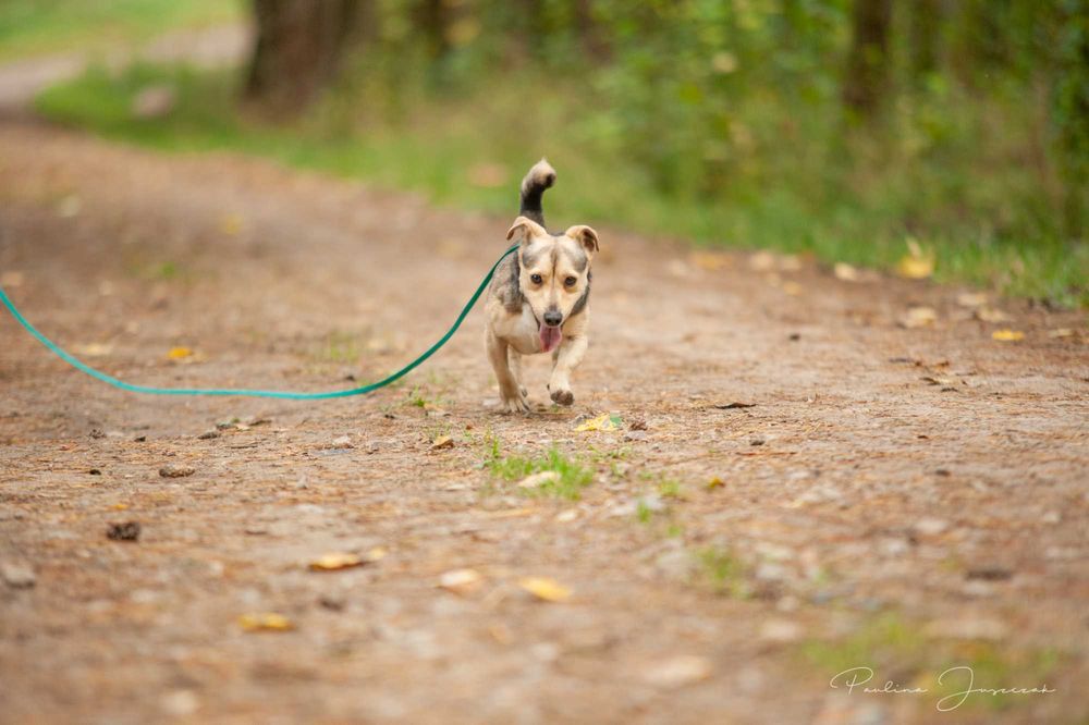 Malutki, słodki Fido marznie w schronisku!