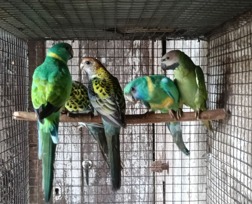 Psitacideos de qualidade