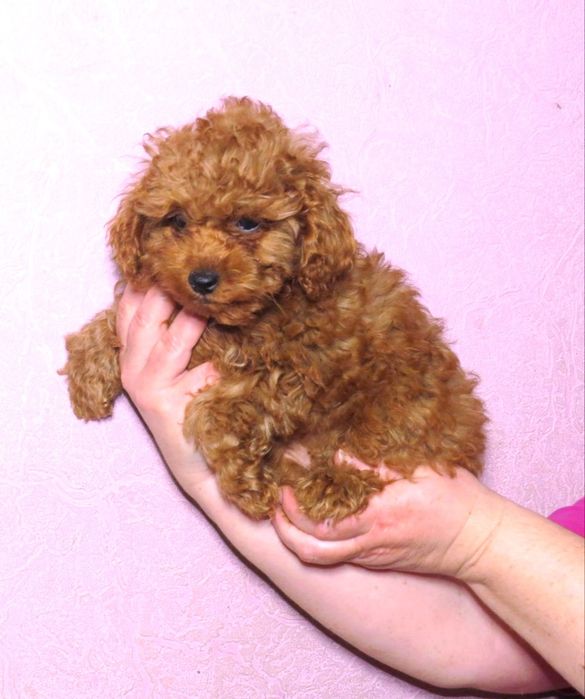 Той Пудель Ред Браун з документами клубу