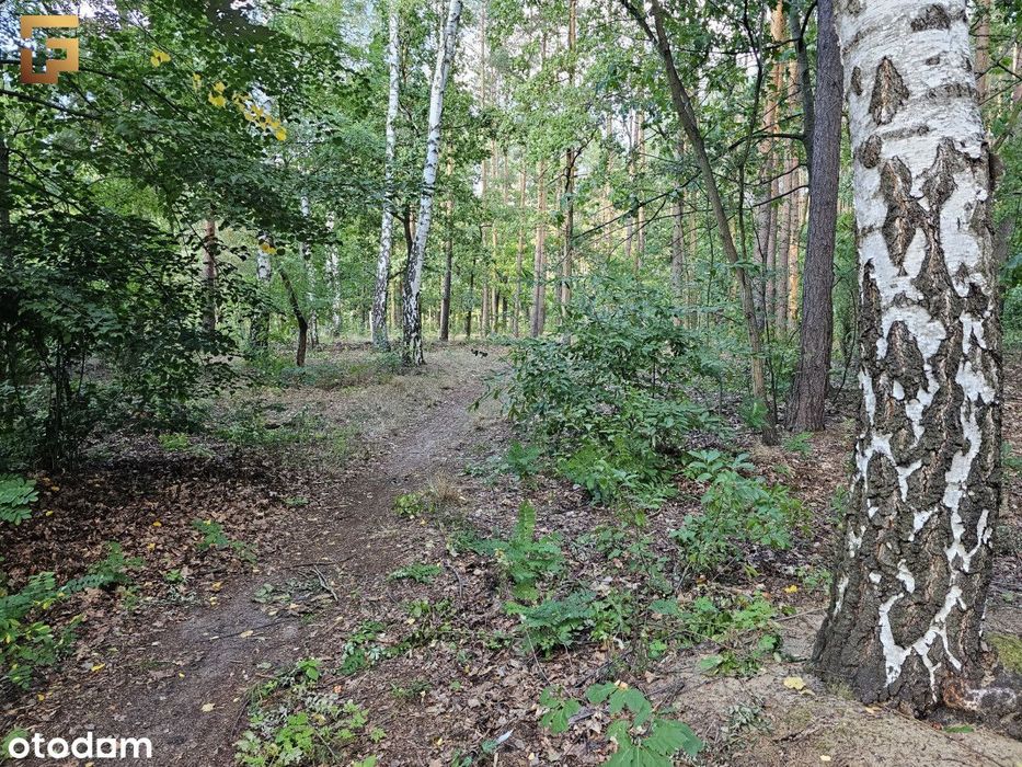 Działka budowlana / 1500 m² / las / Skm - Widok 4
