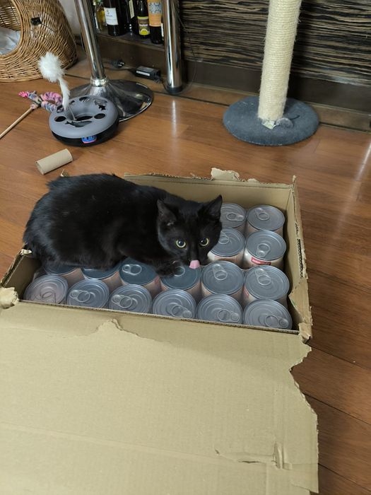 Bubu - czarny kotek do adopcji