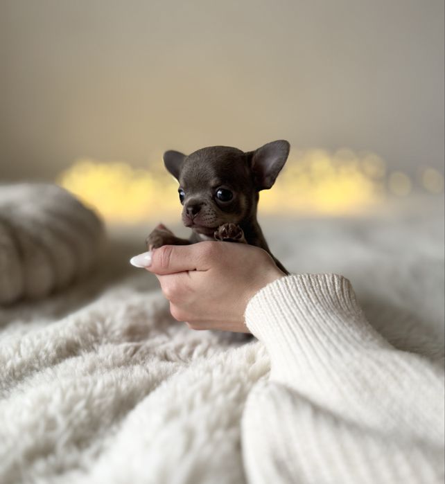 *Chihuahua* sunia Benia