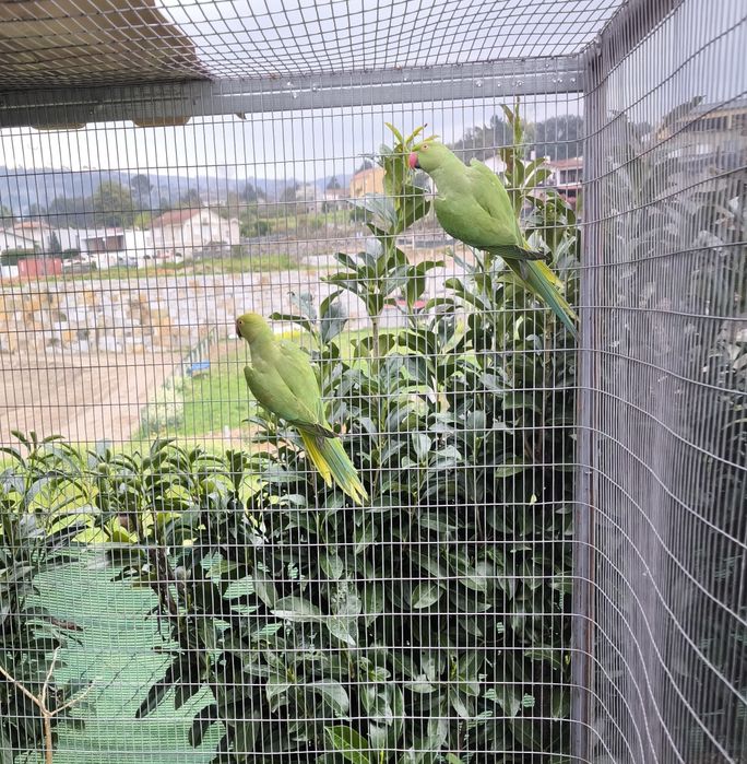 Ring Necks Verdes  2025