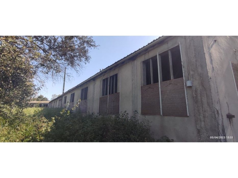 Barracão para aviário e logradouro, bem localizado e com bons acess...