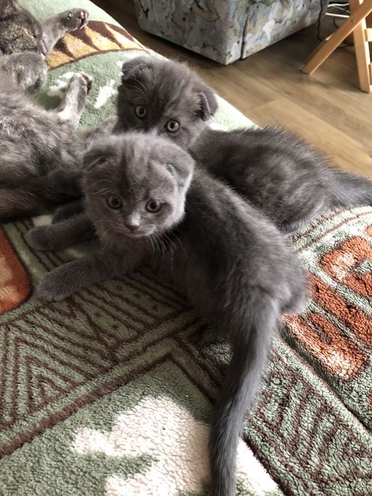 Шотландські  кошенята