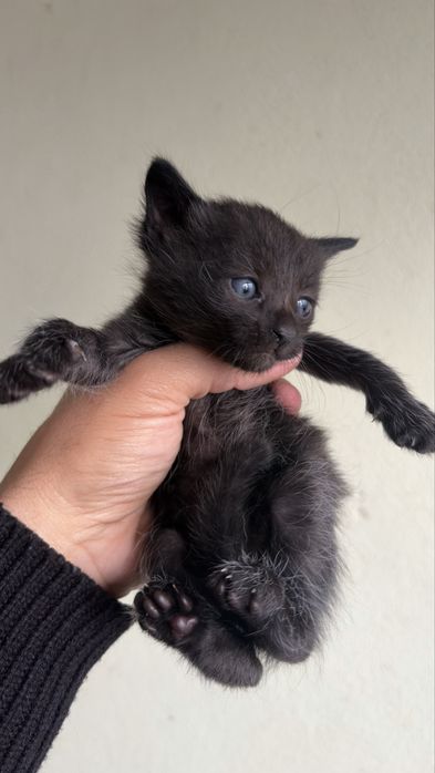 Dou gatos bebes!