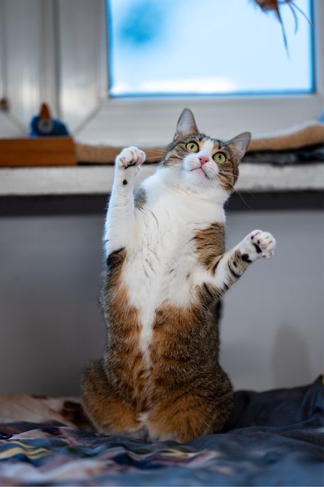 Pękna kotka do adopcji