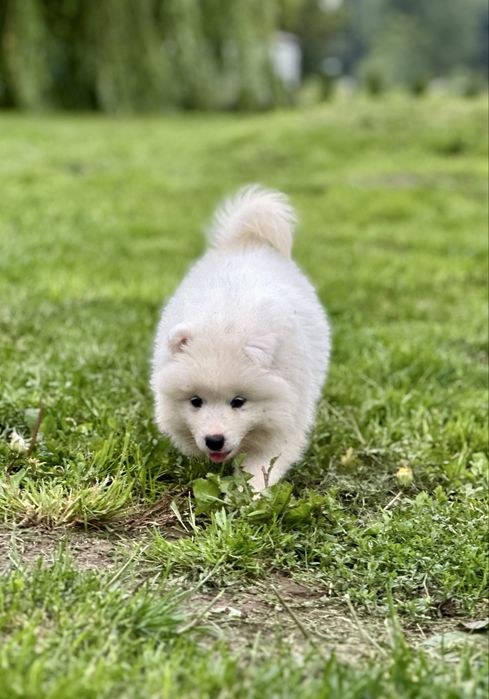 Juz do odbioru! Szczeniak Samoyed