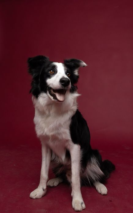 Border Collie para Acasalamento – Leiria