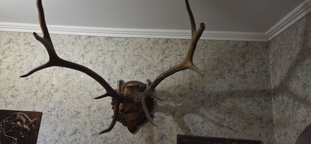 Роги оленя часів срср